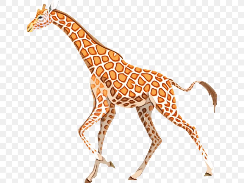 Giraffidae Giraffe Terrestrial Animal Animal Figure Wildlife, PNG, 640x615px, Watercolor, Animal Figure, Giraffe, Giraffidae, Neck Download Free