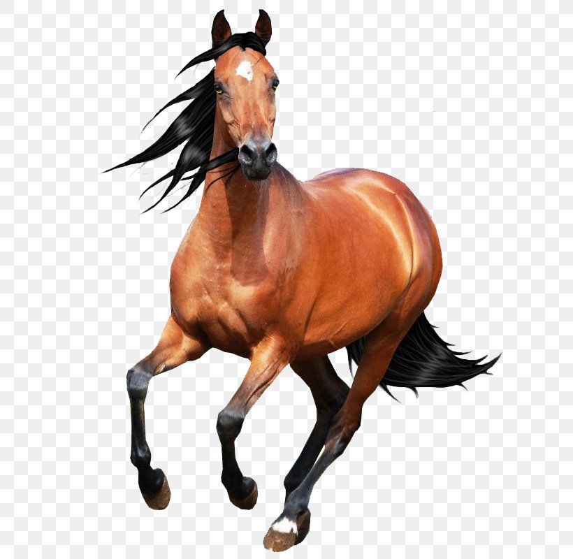 Horse Art Drawing Image Animation, PNG, 800x800px, Horse, Animal Figure, Animation, Art, Artist Download Free