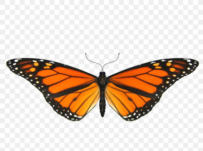 Monarch Butterfly Insect Clip Art, PNG, 855x640px, Butterfly, Animation, Arthropod, Brush Footed Butterfly, Free Content Download Free