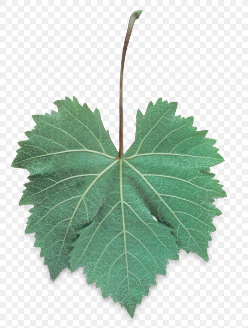 Palomino Muscat Wine Leaf Grape Leaves, PNG, 906x1200px, Palomino, Common Grape Vine, Extract, Grape, Grape Leaves Download Free