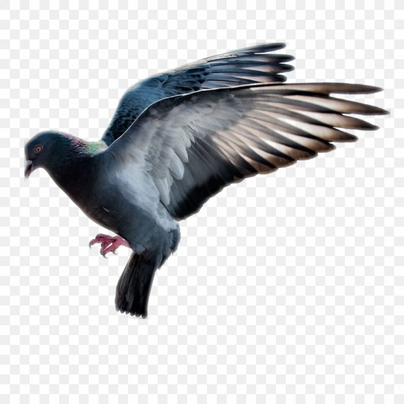 PEST CONTROL BLACKBURN Pigeons And Doves Rat Bird Control Spike, PNG, 1024x1024px, Pest, Animal, Ant, Beak, Bird Download Free
