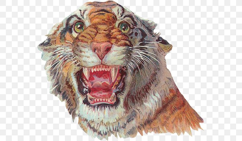 Tiger Lion Circus Clown, PNG, 567x479px, Tiger, Animal, Big Cats, Carnivoran, Cat Like Mammal Download Free