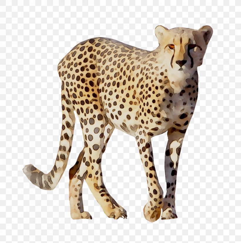 Cheetah Leopard Cat Animals Of Africa (Paperback Set Of 10) Terrestrial Animal, PNG, 1261x1271px, Cheetah, Africa, African Leopard, Animal, Animal Figure Download Free