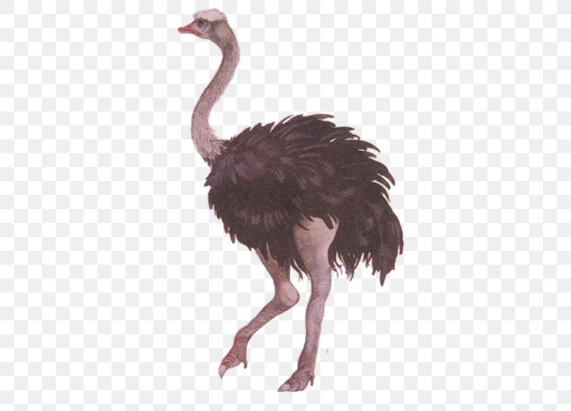 Common Ostrich Bird Swan Goose, PNG, 600x590px, Common Ostrich, Animal, Beak, Bird, Crane Download Free