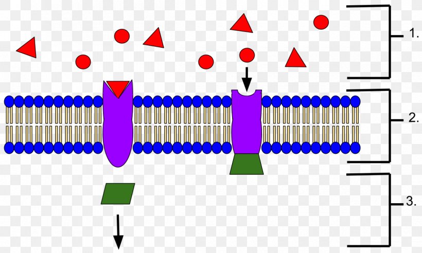 Receptor Protein Biochemistry Ramachandran Plot Signal Transduction, PNG, 1200x721px, Receptor, Alpha Helix, Area, Biochemistry, Cell Download Free