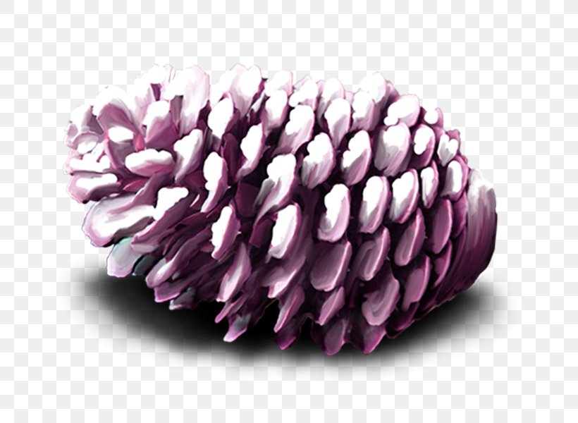 Conifer Cone Pine Nut, PNG, 700x600px, Conifer Cone, Designer, Gratis, Lilac, Petal Download Free