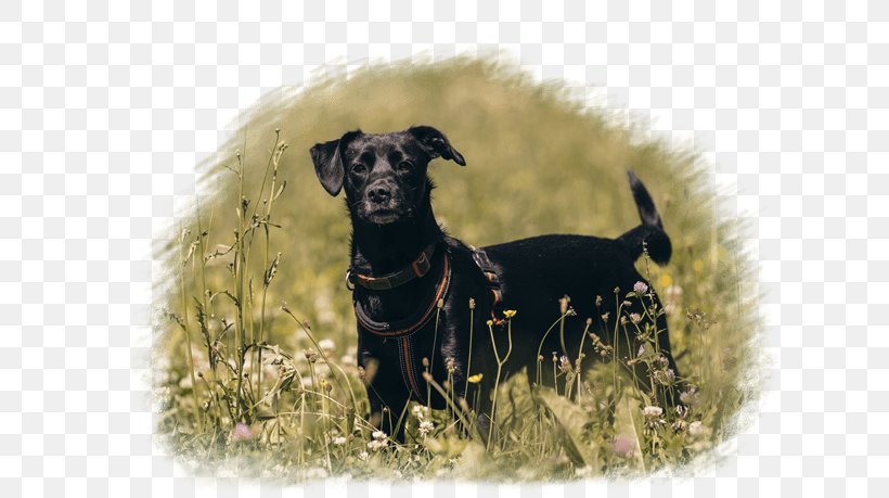 Dog Breed Crossbreed Razas Nativas Vulnerables, PNG, 650x459px, Dog, Breed, Carnivoran, Crossbreed, Dog Breed Download Free