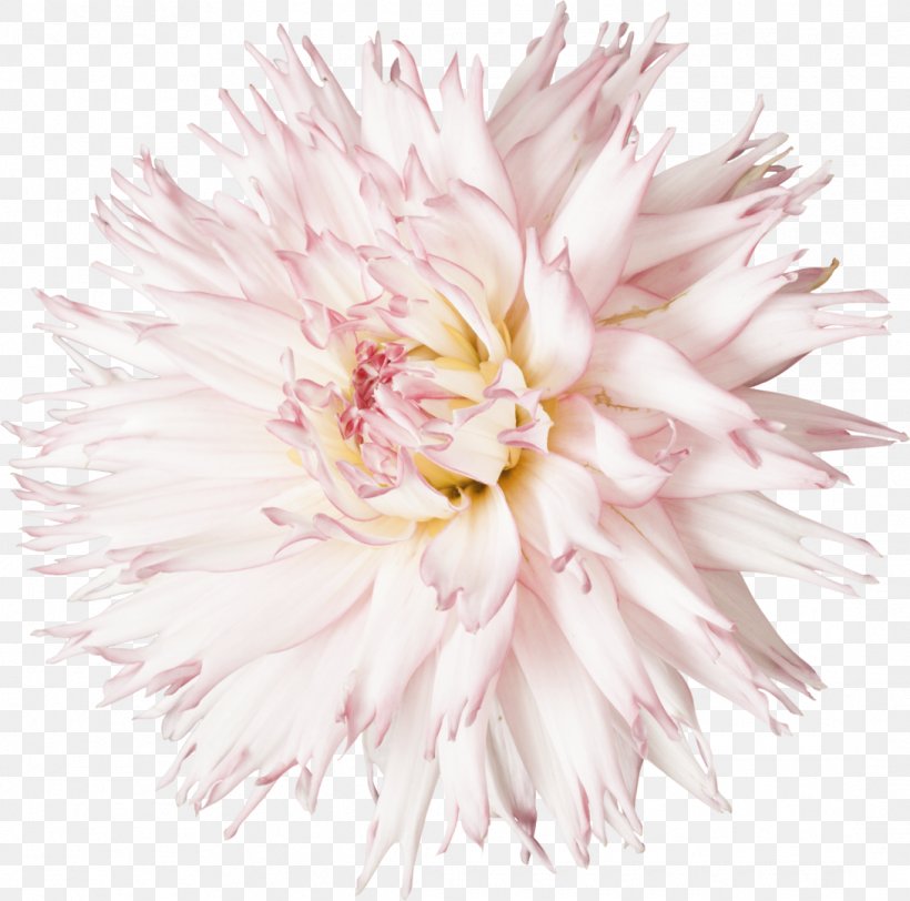 Cut Flowers Dahlia Clip Art, PNG, 1090x1080px, Flower, Aster, Chrysanthemum, Chrysanths, Cut Flowers Download Free