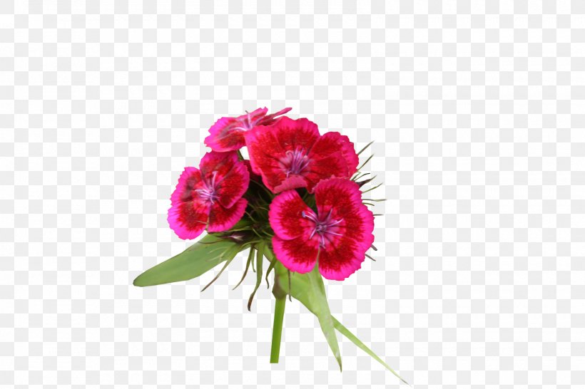 Cut Flowers Plant Carnation Floral Design, PNG, 1600x1067px, Cut Flowers, Annual Plant, Carnation, Dianthus, Floral Design Download Free