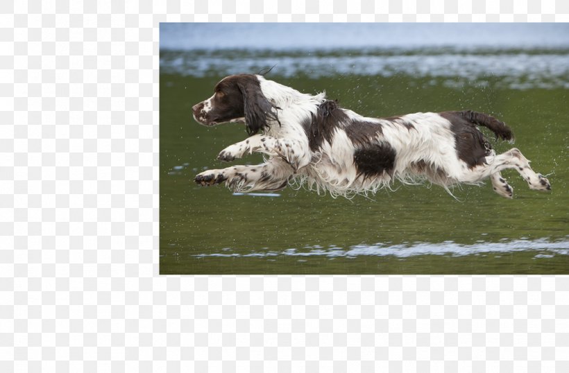 Drentse Patrijshond English Springer Spaniel Welsh Springer Spaniel French Spaniel Small Münsterländer, PNG, 1138x748px, Drentse Patrijshond, Carnivoran, Dog, Dog Breed, Dog Like Mammal Download Free