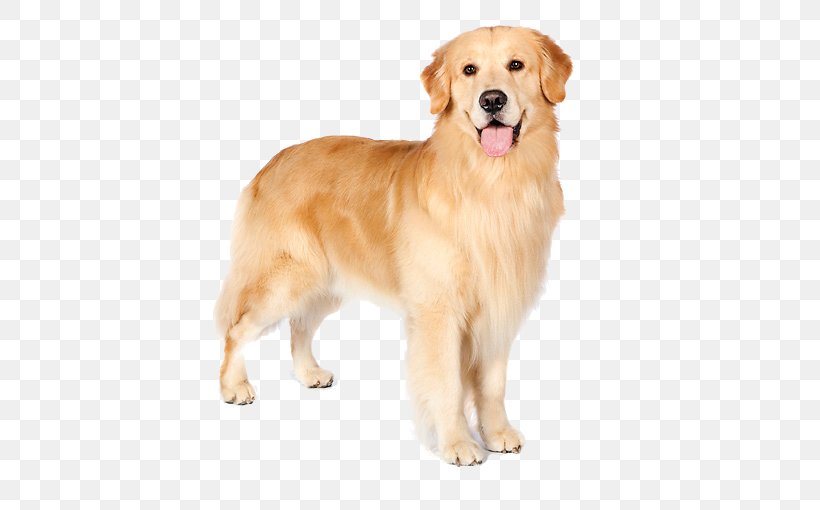 Golden Retriever Nova Scotia Duck Tolling Retriever Ancient Dog Breeds Companion Dog, PNG, 511x510px, Golden Retriever, Ancient Dog Breeds, Breed, Carnivoran, Colony Of Nova Scotia Download Free