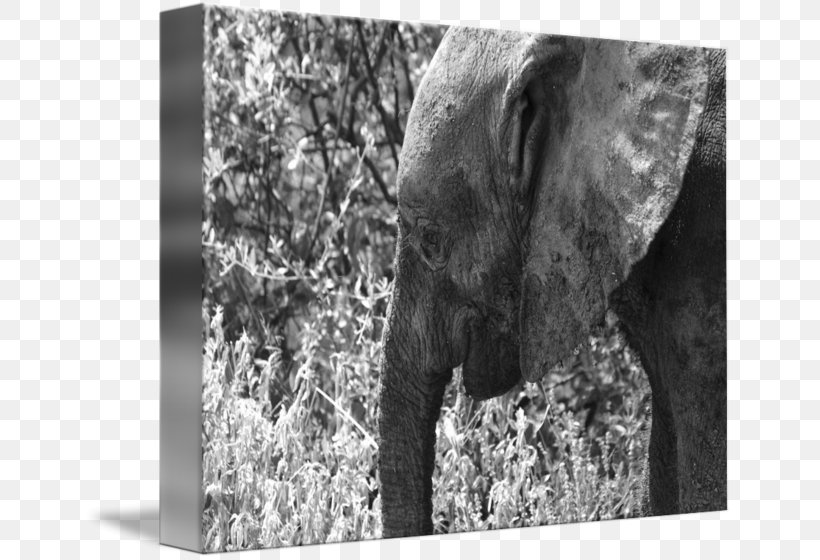 Indian Elephant African Elephant Wildlife Elephantidae Photography, PNG, 650x560px, Indian Elephant, African Elephant, Animal, Black And White, Elephant Download Free