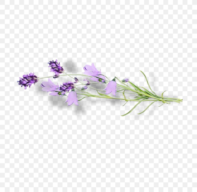 Lavender, PNG, 800x800px, Watercolor, Bellflower, Dendrobium, Flower, Flowering Plant Download Free