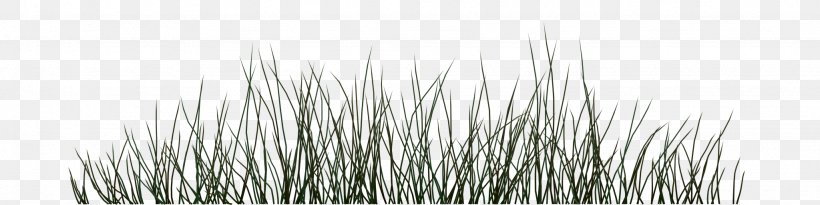 Line White, PNG, 2048x512px, White, Black And White, Grass Download Free