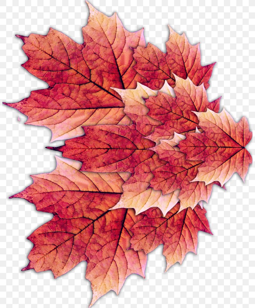 Maple Leaf, PNG, 805x993px, Leaf, Autumn, Autumn Leaf Color, Data, Green Download Free