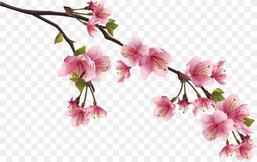 National Flower Of The Republic Of China Cherry Blossom Clip Art, PNG, 1280x811px, Flower, Azalea, Blossom, Branch, Cherry Download Free