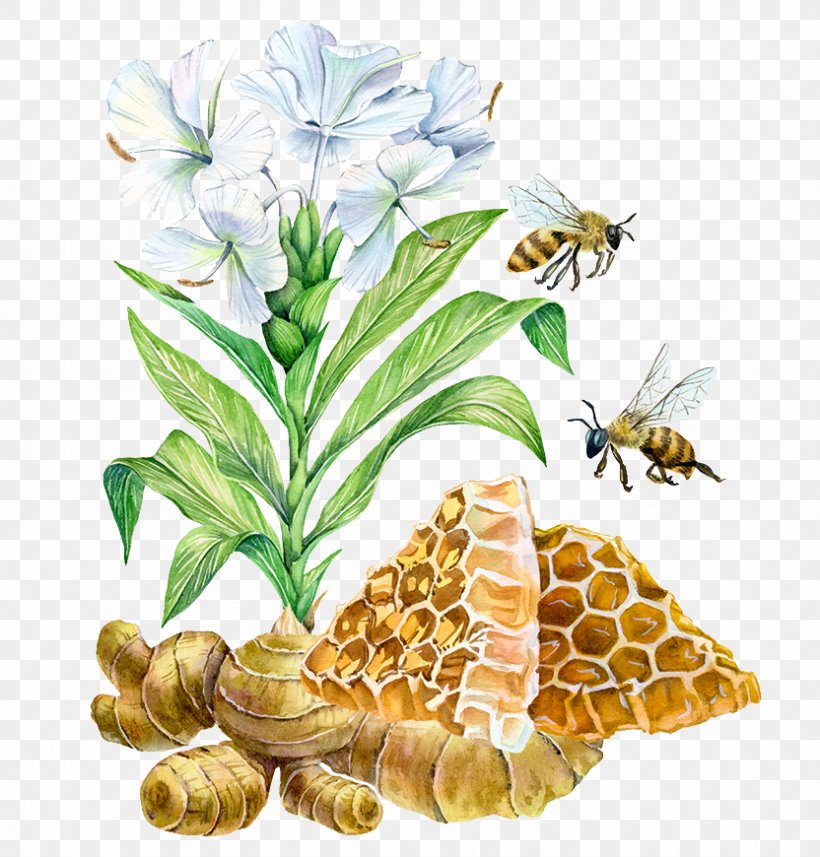 Bee Watercolor Painting Ginger Illustration, PNG, 832x870px, Bee, Art, Botanical Illustration, Commodity, Drawing Download Free