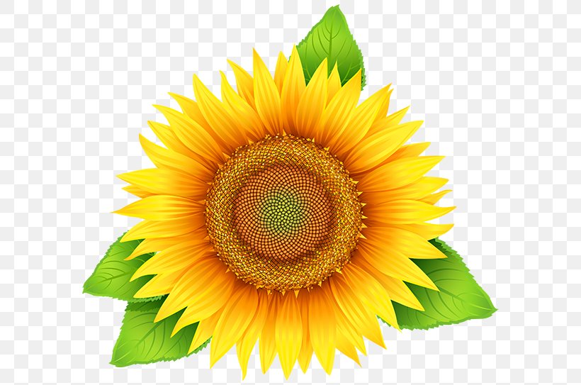 Common Sunflower Sunflower Seed Clip Art, PNG, 600x543px, Common ...