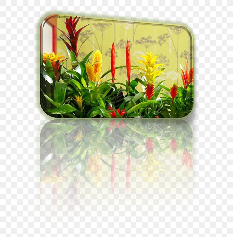 Flowerpot Flowering Plant Rectangle Bromelia, PNG, 625x832px, Flower, Aquarium Decor, Bromelia, Flowering Plant, Flowerpot Download Free
