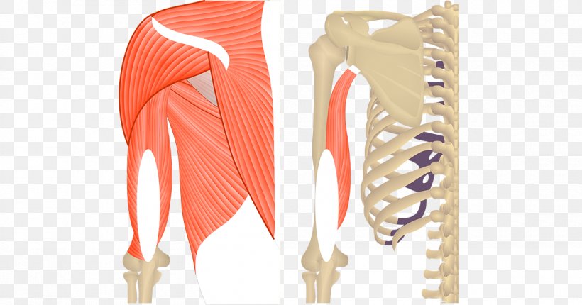 Triceps Brachii Muscle Teres Major Muscle Biceps Anatomy, PNG, 1200x630px, Triceps Brachii Muscle, Anatomical Terms Of Location, Anatomy, Arm, Biceps Download Free