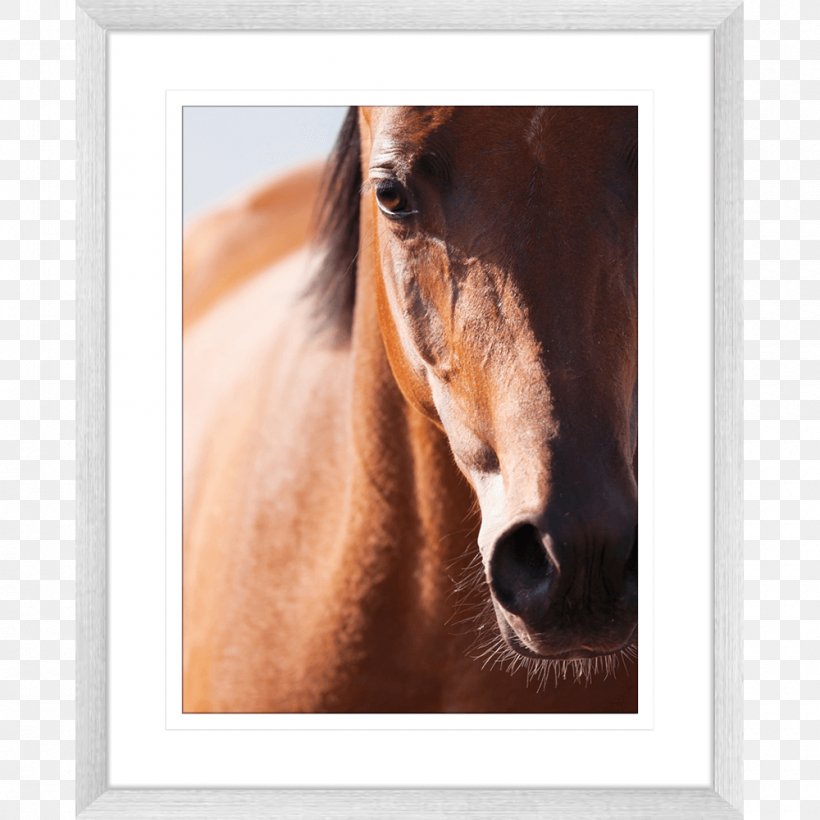 Arabian Horse Mane Gypsy Horse Akhal-Teke Knabstrupper, PNG, 1000x1000px, Arabian Horse, Akhalteke, Bay, Equine Anatomy, Equine Conformation Download Free