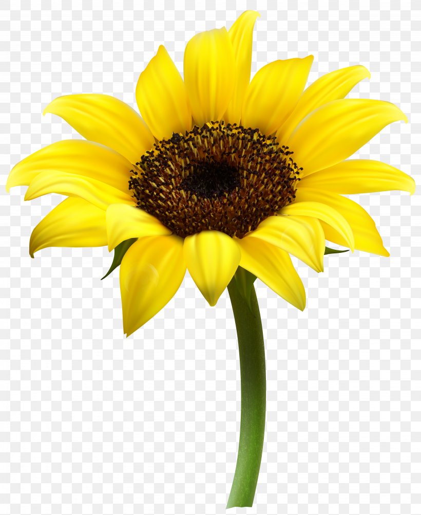 Common Sunflower Clip Art, PNG, 6544x8000px, Common Sunflower, Computer Font, Cut Flowers, Daisy Family, Flower Download Free