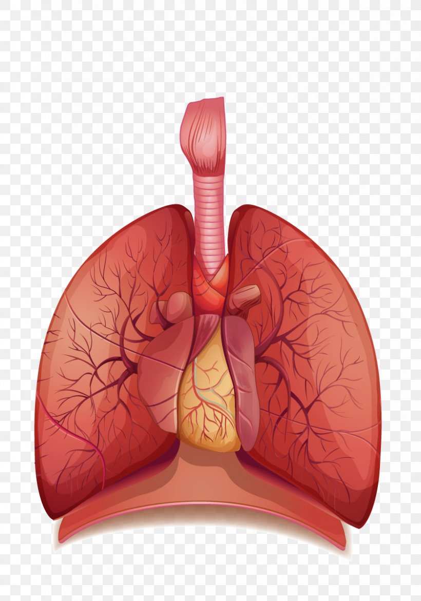 The Human Respiratory System Breathing Respiration Human Body, PNG, 840x1200px, Watercolor, Cartoon, Flower, Frame, Heart Download Free