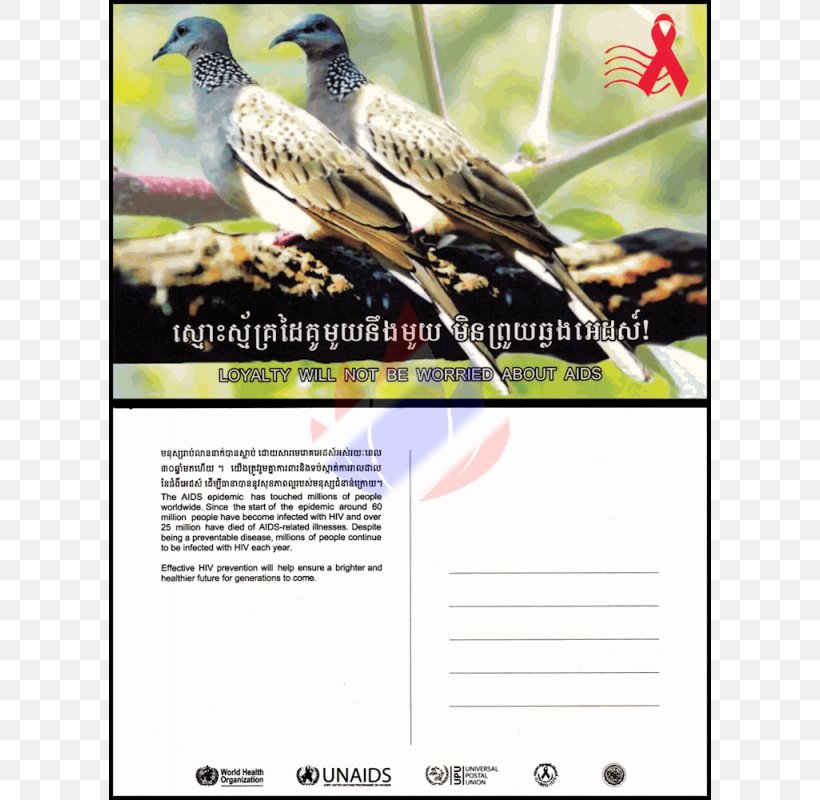 Beak Flora Fauna Advertising, PNG, 800x800px, Beak, Advertising, Bird, Fauna, Flora Download Free