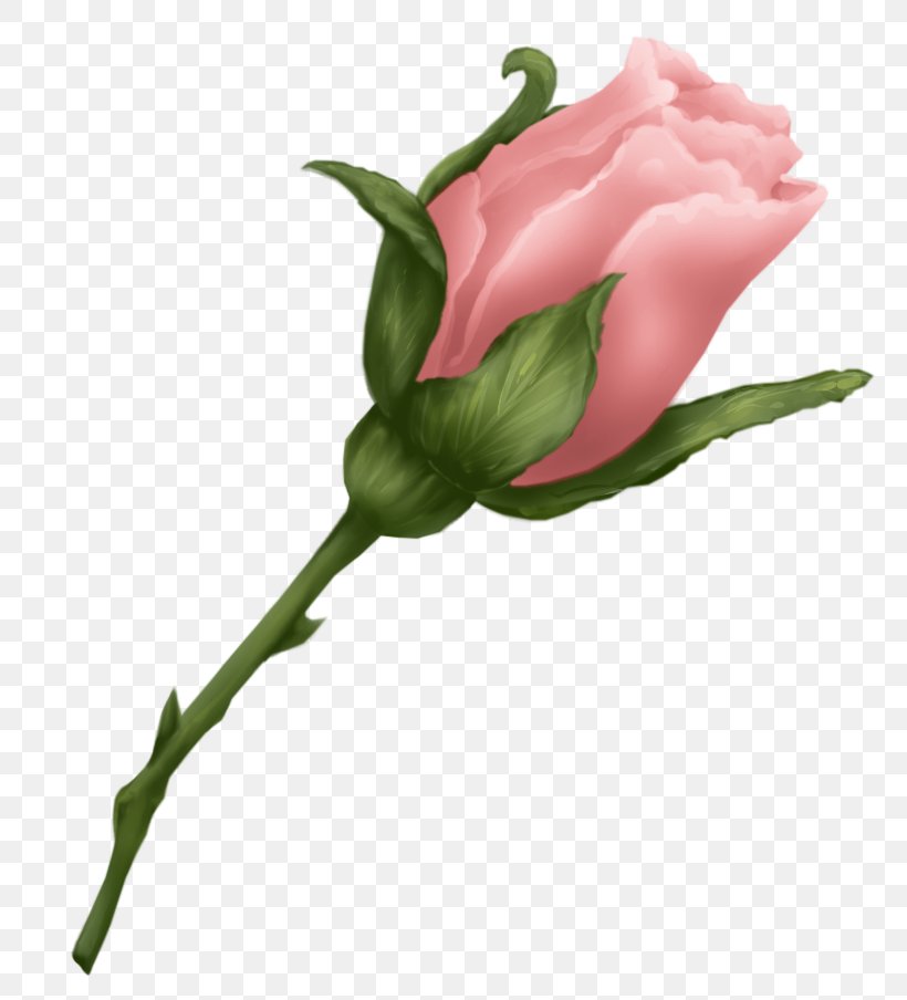 Garden Roses Pink Centifolia Roses Flower, PNG, 807x904px, Garden Roses, Beach Rose, Bud, Centifolia Roses, Cut Flowers Download Free