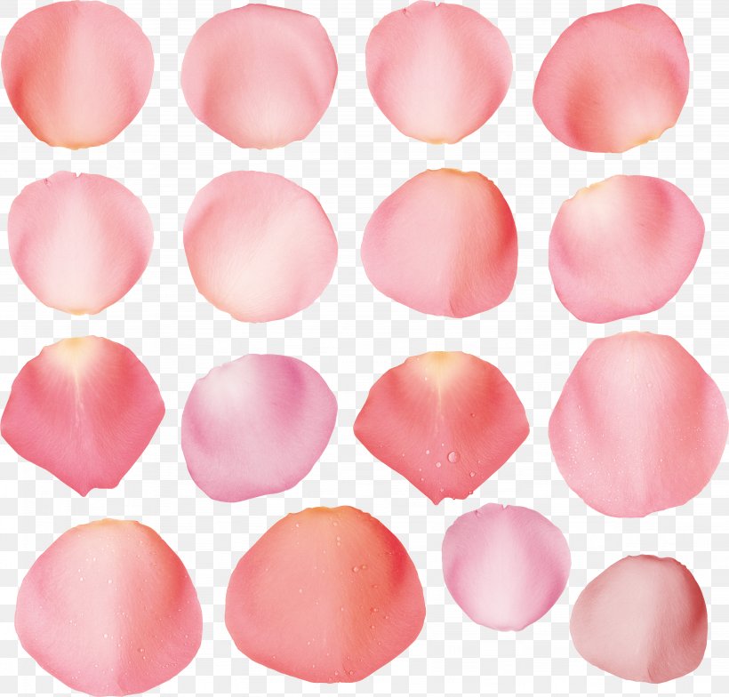 Pink Garden Roses Petal, PNG, 4506x4311px, Pink, Garden, Garden Roses, Lip, Peach Download Free