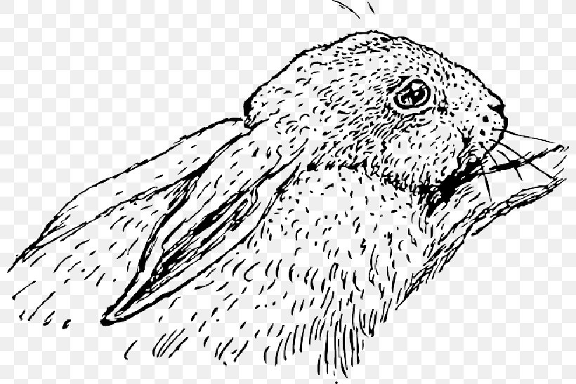 Hare Domestic Rabbit Holland Lop Clip Art, PNG, 800x547px, Hare, Animal, Beak, Bird, Coloring Book Download Free