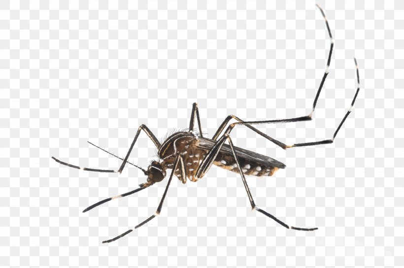 Insect Yellow Fever Mosquito Aedes Albopictus Mosquito Control Pest Control, PNG, 5433x3606px, Insect, Aedes, Aedes Albopictus, Anopheles Gambiae, Arachnid Download Free