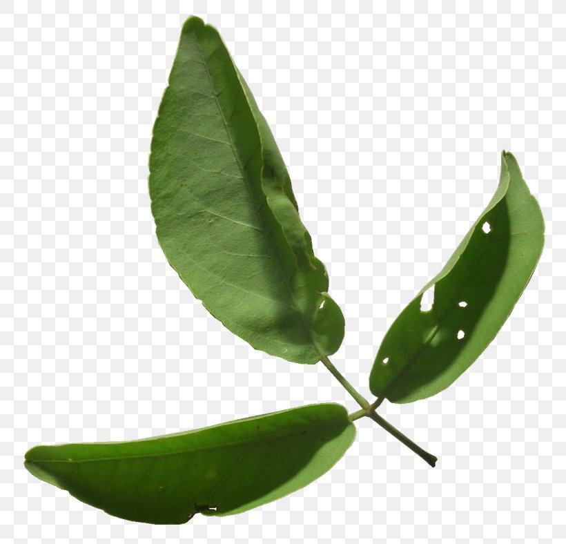 Mahadeva Indian Bael Lingam Bael's Leaf Hemidesmus Indicus, PNG, 800x788px, Mahadeva, Antioxidant, Hemidesmus Indicus, Himalayas, Hinduism Download Free
