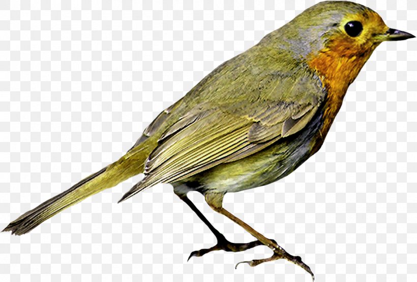 European Robin Bird Image Download, PNG, 1117x758px, European Robin, Animal, Beak, Bird, Emberizidae Download Free