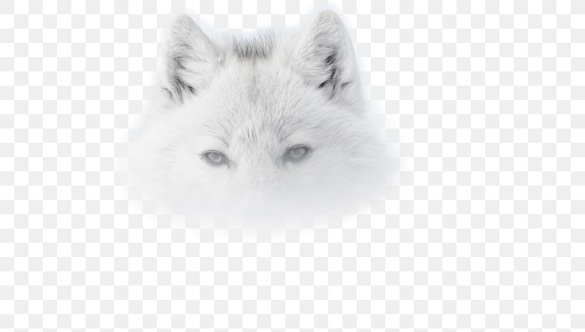 Red Fox Dog Arctic Wolf Snowy Owl Photo-Forum, PNG, 700x465px, Red Fox, Animal, Arctic Wolf, Black, Black And White Download Free