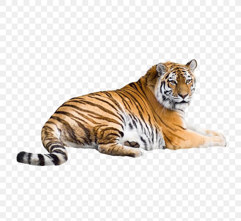 Siberian Tiger White Tiger Bengal Tiger Cat Wallpaper, PNG, 750x750px, Siberian Tiger, Animal, Bengal Tiger, Big Cat, Big Cats Download Free