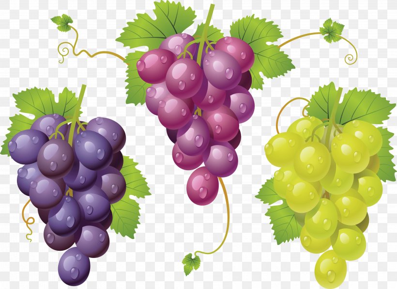 The Grape Cure Clip Art, PNG, 3568x2597px, La Cura De La Uva, Food, Fruit, Grape, Grape Leaves Download Free