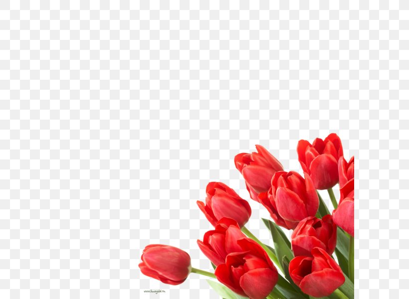 Flower Tulip Desktop Wallpaper Floristry, PNG, 600x600px, Flower, Bud, Cut Flowers, Floristry, Flower Bouquet Download Free