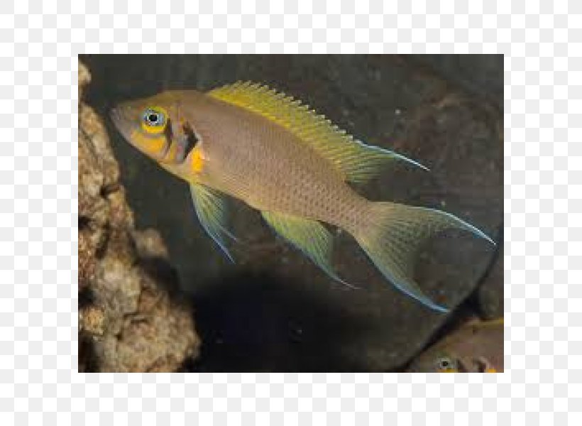 Lake Tanganyika Bony Fishes Neolamprologus Pulcher Fairy Cichlid, PNG, 600x600px, Lake Tanganyika, Aquarium, Aquariums, Bony Fish, Bony Fishes Download Free