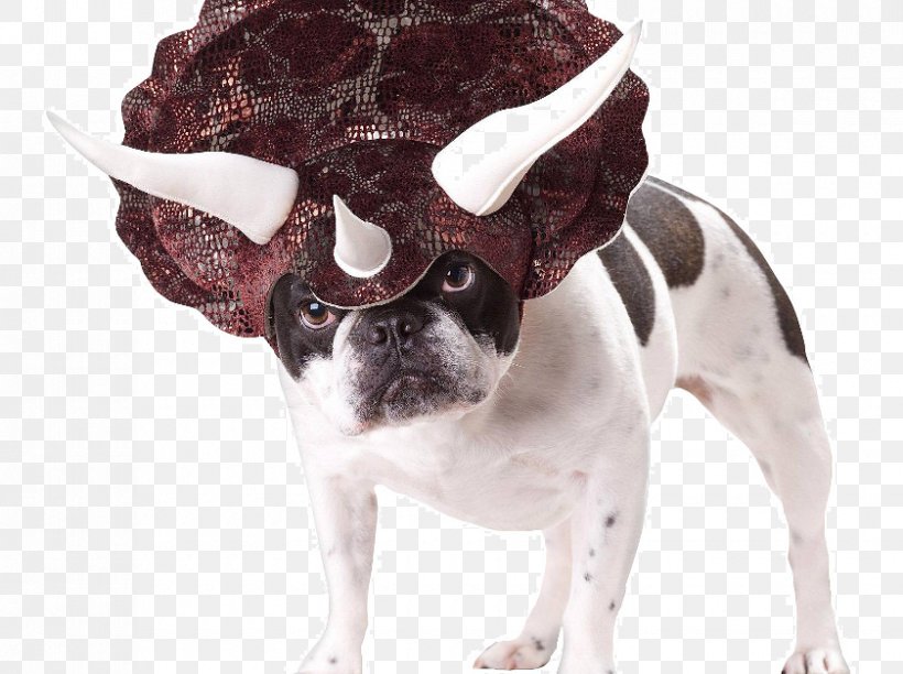 Triceratops Dog Halloween Costume Amazon.com, PNG, 840x627px, Triceratops, Amazoncom, Carnivoran, Cat, Chewy Download Free