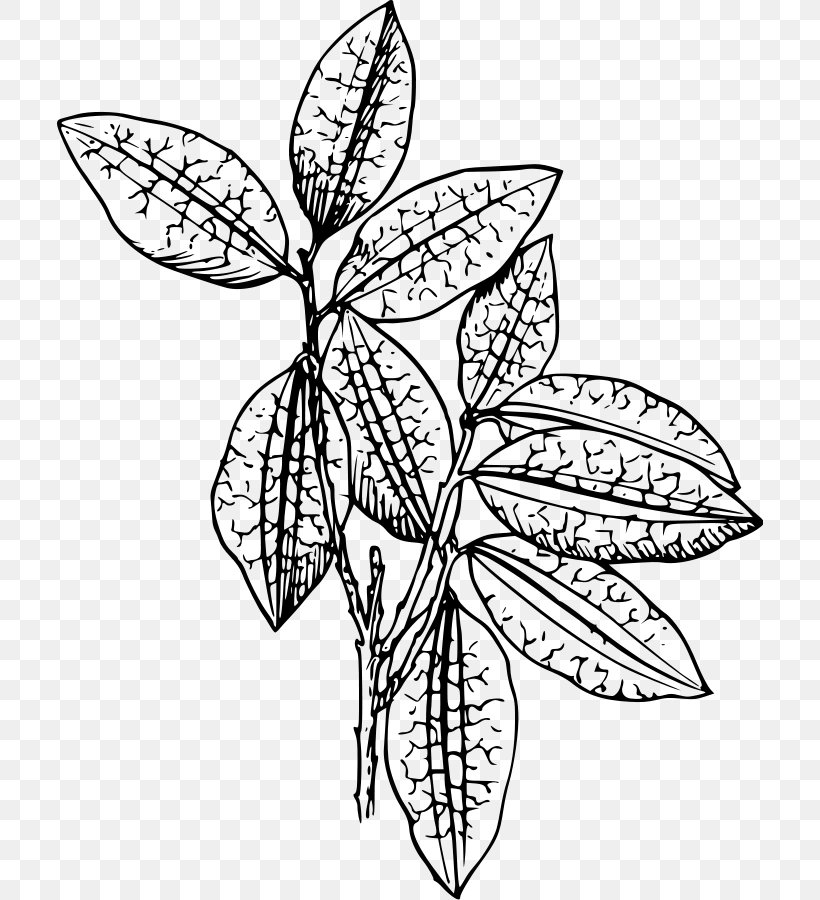 Plant Drawing Clip Art, PNG, 706x900px, Plant, Artwork, Black And White, Botany, Branch Download Free