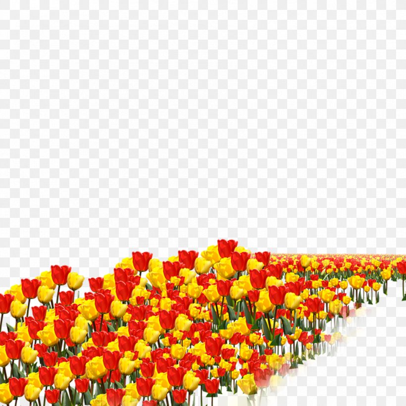 Tulip Flower, PNG, 1701x1701px, Tulip, Flower, Flower Bouquet, Flowering Plant, Orange Download Free