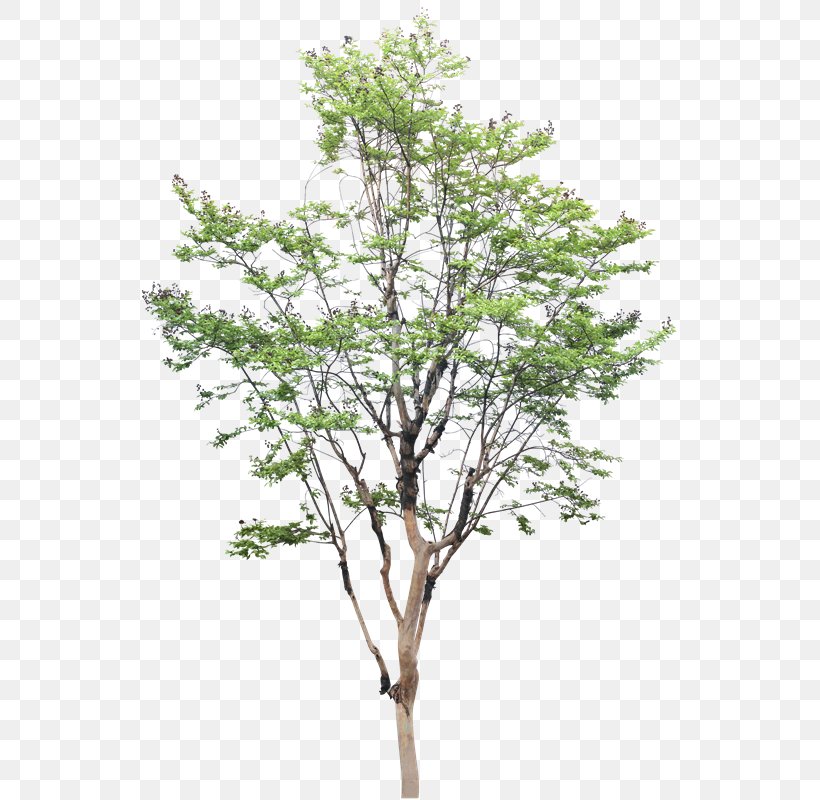White Poplar Tree Populus Nigra Drawing, PNG, 577x800px, White Poplar, Architecture, Branch, Cottonwood, Drawing Download Free