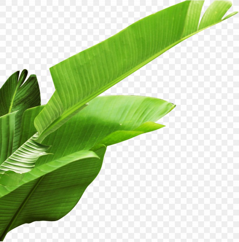 Banana Leaf, PNG, 2854x2895px, Banana Leaf, Banana, Computer Software, Grass, Green Download Free