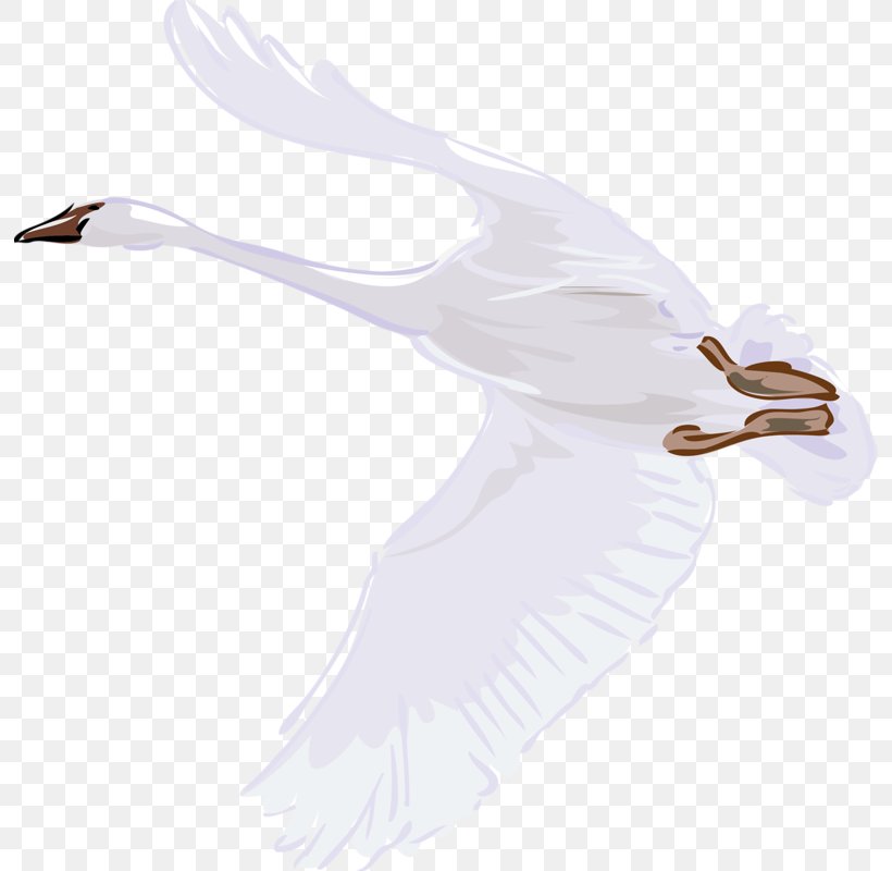 Cygnini Bird Illustration, PNG, 794x800px, Cygnini, Beak, Bird, Drawing, Ducks Geese And Swans Download Free
