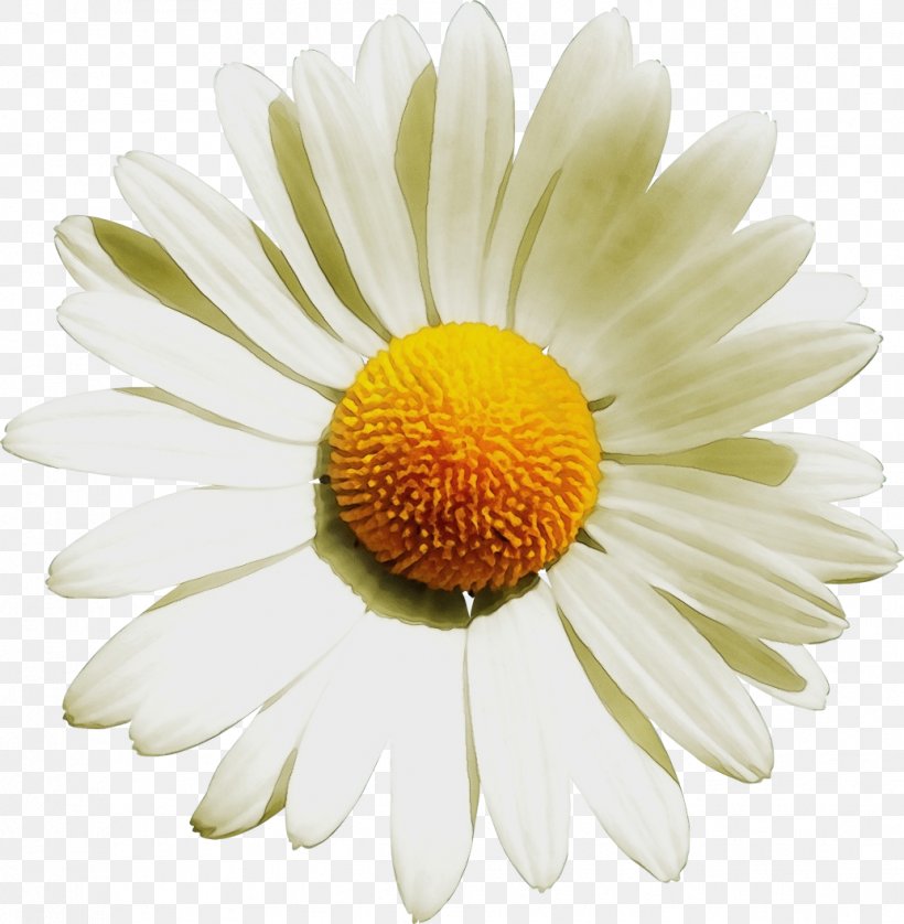 Daisy, PNG, 1034x1057px, Watercolor, Barberton Daisy, Camomile, Chamomile, Daisy Download Free