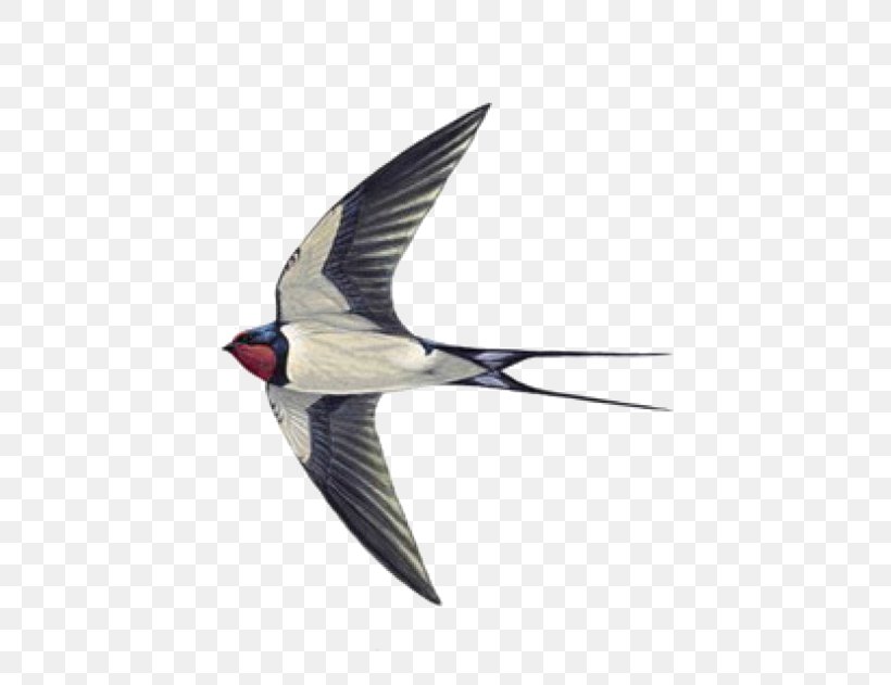 Swallow Tattoo Sparrow Helicopter, PNG, 555x631px, Swallow, Abziehtattoo, Barn Swallow, Beak, Bird Download Free