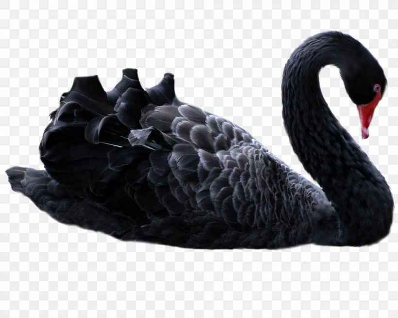 The Black Swan: The Impact Of The Highly Improbable Antifragile Black Swan Theory Trader, PNG, 1000x800px, Antifragile, Beak, Bird, Black Swan, Black Swan Guesthouse Download Free