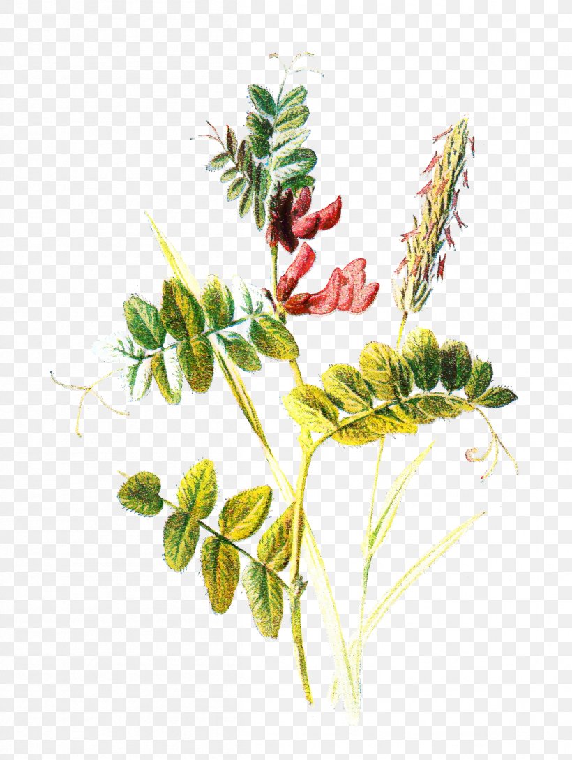 Botany Botanical Illustration Clip Art Plants, PNG, 1204x1600px, Botany, Botanical Illustration, Branch, Bud, Crownvetch Download Free