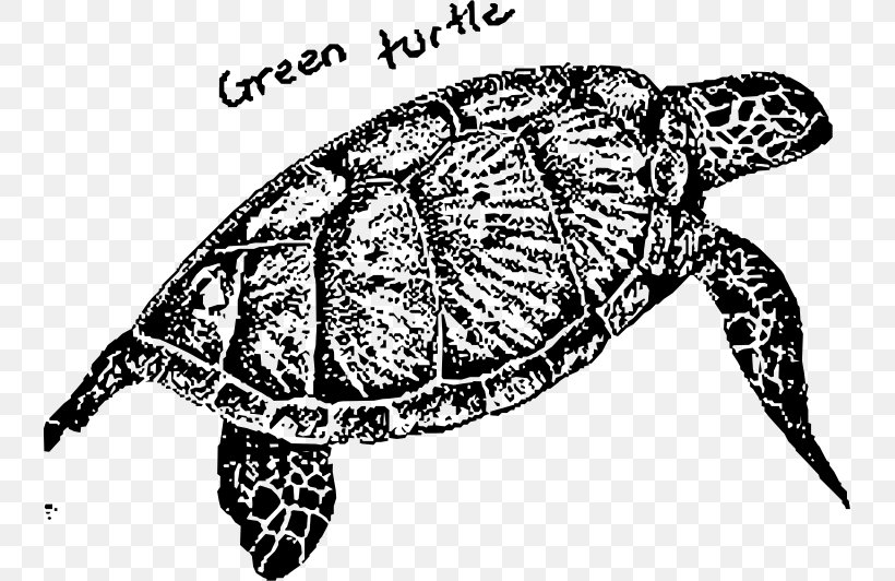 Box Turtles Loggerhead Sea Turtle Tortoise, PNG, 739x532px, Box Turtles, Animal, Black And White, Box Turtle, Chelydridae Download Free